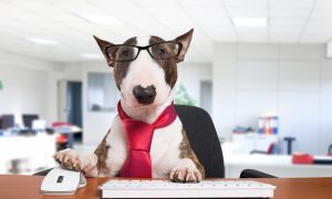 Bull Terrier in glasses and red tie using a computer in an office setting.
