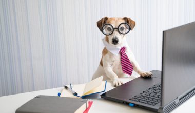 A small dog wearing large round glasses, a white collar, and a pink striped tie is sitting at a desk with its front paws on a laptop keyboard.