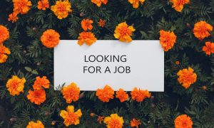 White paper poster on flowerbed. Blank template sheet with inscription Looking for a job in flowers